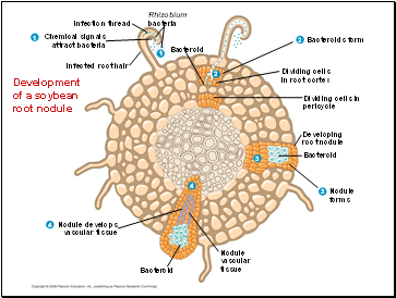 Development of a soybean root nodule