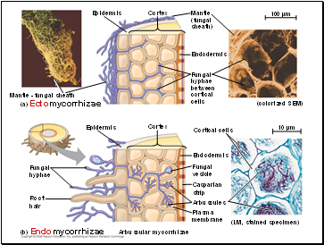 Epidermis