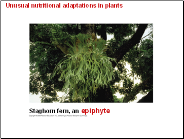 Unusual nutritional adaptations in plants