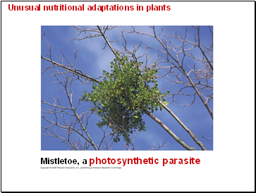 Unusual nutritional adaptations in plants