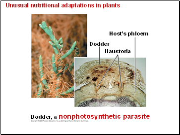 Unusual nutritional adaptations in plants