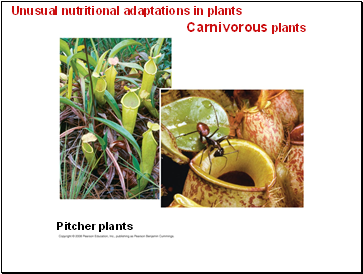 Unusual nutritional adaptations in plants Carnivorous plants