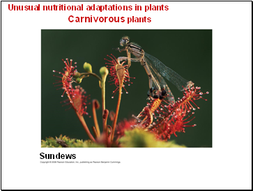 Unusual nutritional adaptations in plants Carnivorous plants