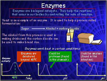 Enzymes