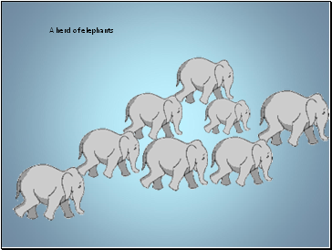 A herd of elephants