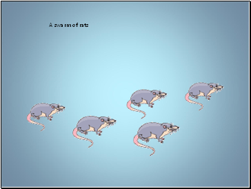 A swarm of rats