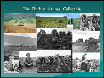 The Fields of Salinas, California