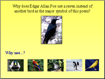Why does Edgar Allan Poe use a raven instead of another bird as the major symbol of this poem?