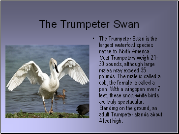 The Trumpeter Swan