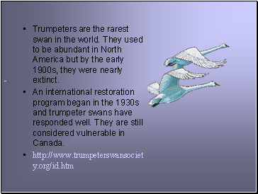 Trumpeters are the rarest swan in the world. They used to be abundant in North America but by the early 1900s, they were nearly extinct.