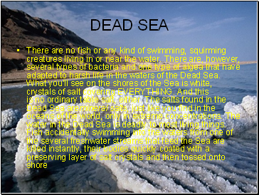 DEAD SEA