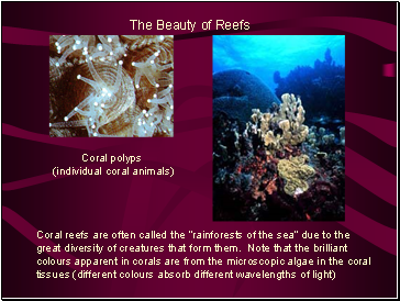The Beauty of Reefs