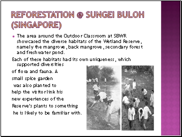 Reforestation @ sungei buloh (singapore)