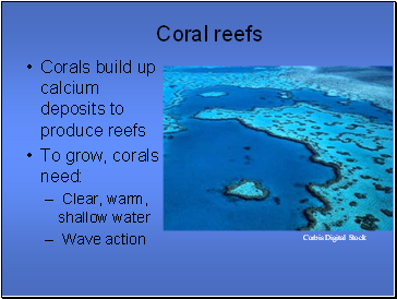 Coral reefs