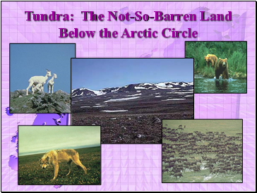Tundra: The Not-So-Barren Land Below the Arctic Circle