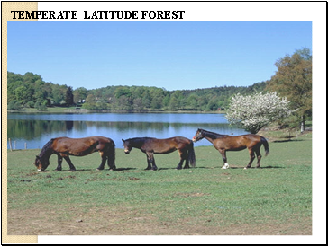 TEMPERATE LATITUDE FOREST