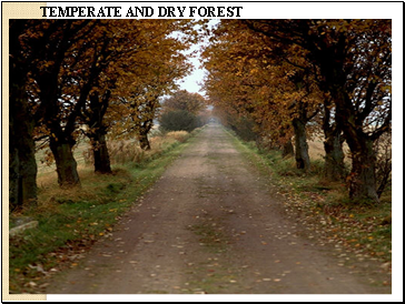 TEMPERATE AND DRY FOREST