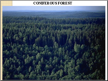 CONIFEROUS FOREST