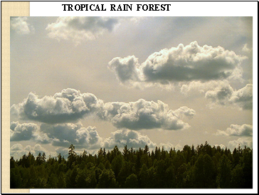 TROPICAL RAIN FOREST
