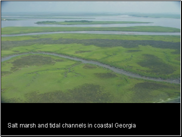 Salt marsh and tidal channels in coastal Georgia