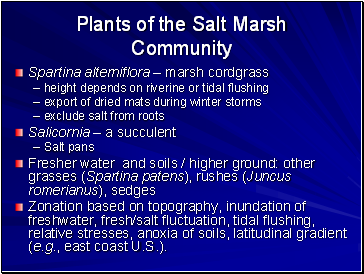 Plants of the Salt Marsh Community