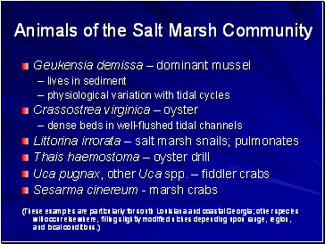 Animals of the Salt Marsh Community