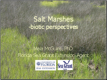 Salt Marshes -biotic perspectives