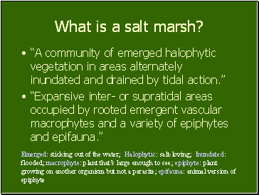 What is a salt marsh?