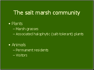 The salt marsh community