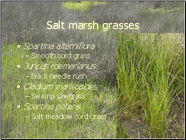 Salt marsh grasses