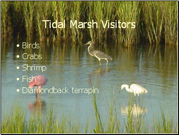 Tidal Marsh Visitors