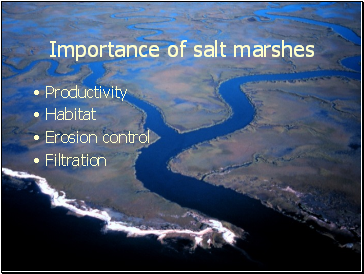 Importance of salt marshes