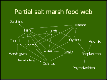 Partial salt marsh food web