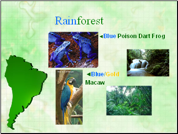 Rainforest