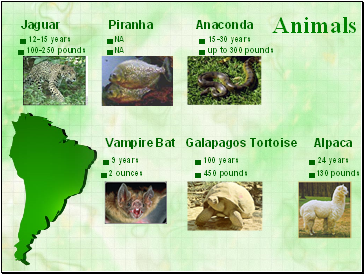 Animals