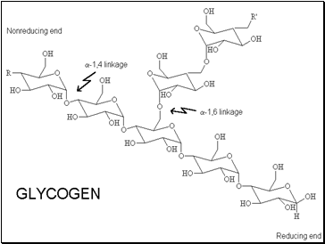 Structure of Glycogen