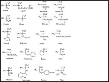 Twenty amino acids in human metabolism