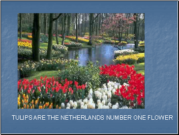 TULIPS ARE THE NETHERLANDS NUMBER ONE FLOWER