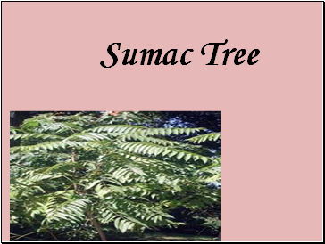 Sumac Tree