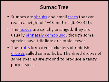 Sumac Tree