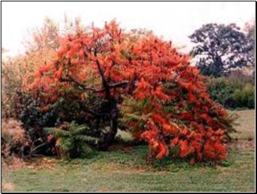 Sumac Tree 