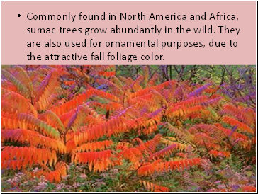Commonly found in North America and Africa, sumac trees grow abundantly in the wild. They are also used for ornamental purposes, due to the attractive fall foliage color.
