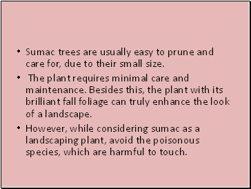 Sumac trees are usually easy to prune and care for, due to their small size.