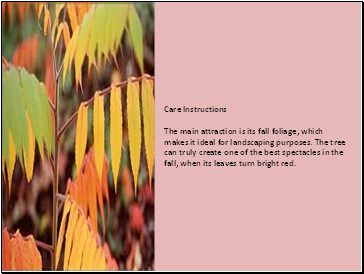 Care Instructions The main attraction is its fall foliage, which makes it ideal for landscaping purposes. The tree can truly create one of the best spectacles in the fall, when its leaves turn bright red.
