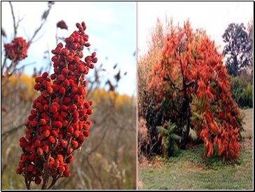 Sumac Tree 