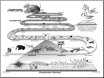 From single-celled organisms to complex creatures…
