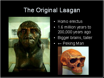 The Original Laagan
