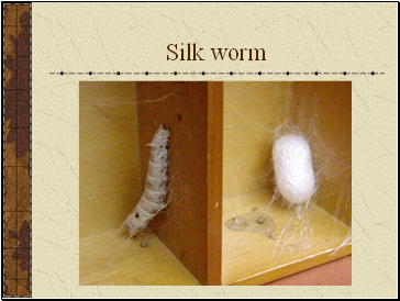 Silk worm