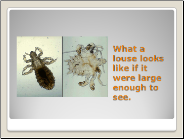 What a louse looks like if it were large enough to see.