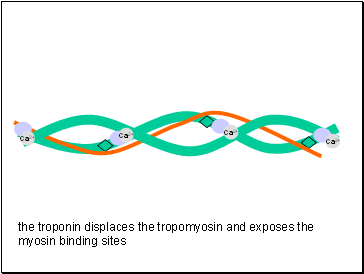 Ca2+